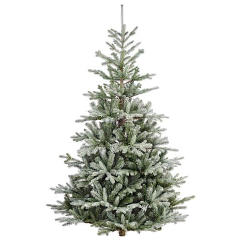 Wengen Christmas Tree