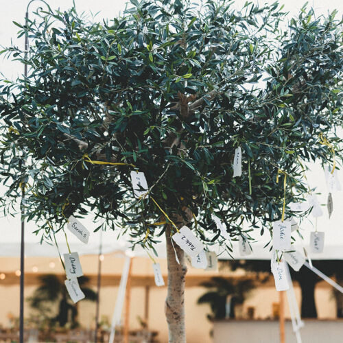 Artificial olive tree with tags for wedding guests