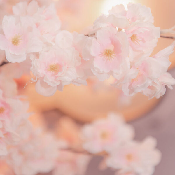 Close up of blush blossom tree