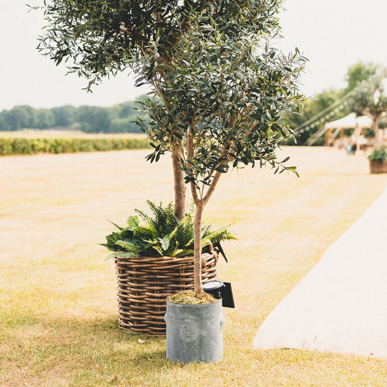 Potted artificial olive tree lines wedding reception entrance